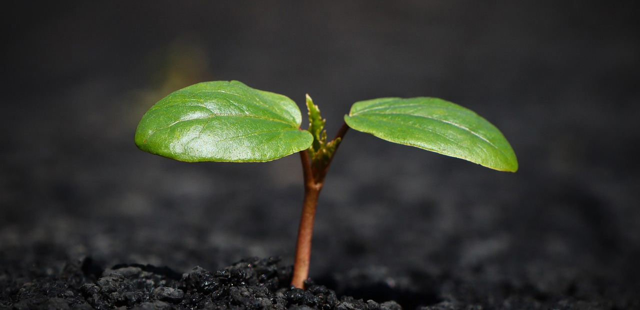 Soil remediation